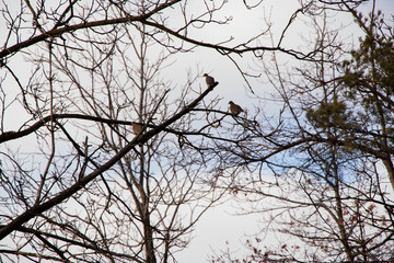 Birds on Branches