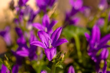 Plakat purple violet easter flower spring blossom in my garden