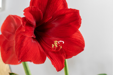 Homemade flower blooms in red.