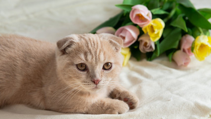 scottish fold lying near pink tulips. Kitten with flowers. Holidays happy birthday concept