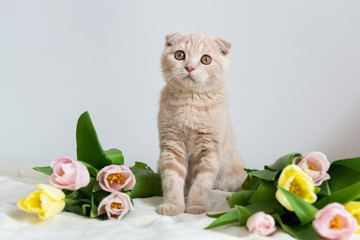 Scottish kitten portrait. Cat at home. Scottish Fold Cat with flowers bouquet. Concept for greeting or post card