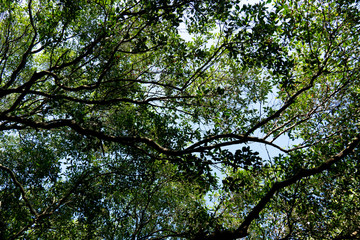 Looking from the bottom to the top of the tree to sky. Mangrove forest.