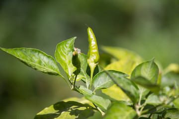 Chilli Padi or Bird's Eye Chilli