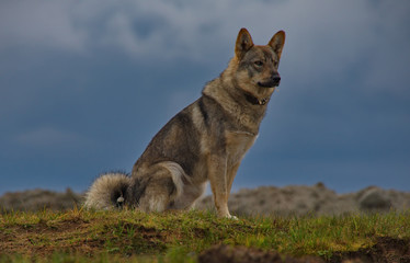 Waiting for your beloved master