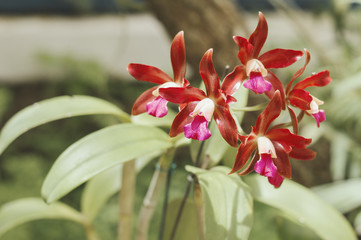 Obraz premium Blooming orchid flower of deep red color. Houseplant for home decor