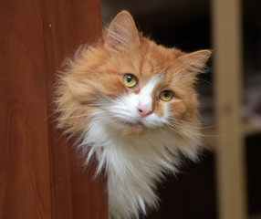 red and white fluffy cat