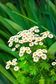 Flowering Pyrethrum closeup. Pyrethrum contains pyrethrin used as an natural insecticide