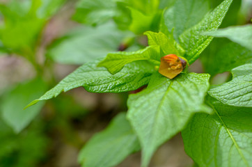 Closeup of brown flowers on the forest floor