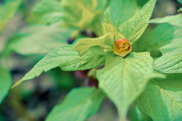 Closeup of brown flowers on the forest floor