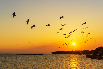 Naklejka na ściany i meble The seagulls are flying back to the nest during sunset