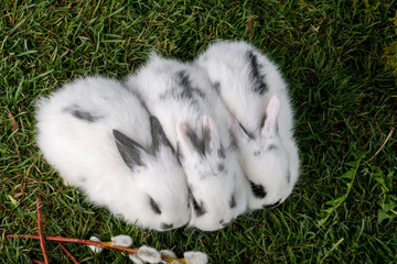 Baby Kaninchen dicht zusamen gedrängt, sitzen auf grüner Wiese, top View