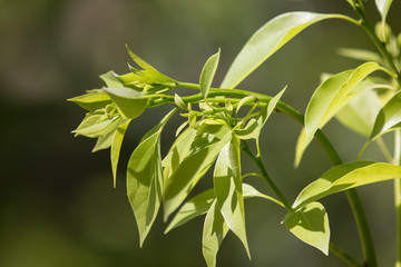 Fototapeta na wymiar Leaf of Cinnamomum camphora tree