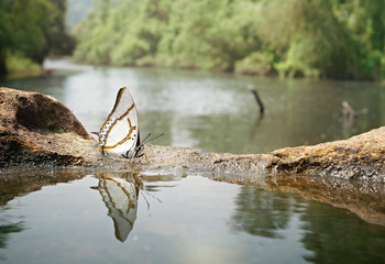 Butterfly with reflection beside river