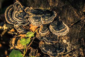 Mushrooms on the tree