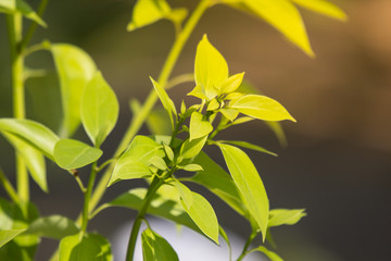 Leaf of Cinnamomum camphora tree