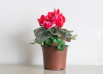 Cyclamen flower in flower pot on white background