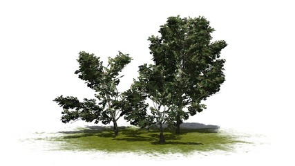 Fototapeta premium a group of American Holly shrubs on a green area - isolated on white background