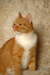 red and white handsome young cat