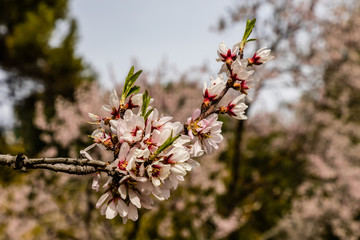 Almond trees in bloom before spring arrives in Madrid