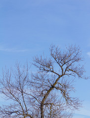 A tree in the background or shrub.