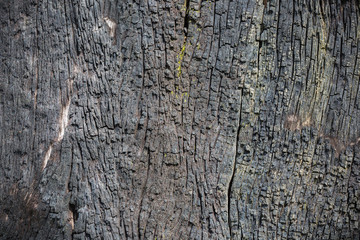 Old Patterned natural of firewood texture, abstract nature dark background.