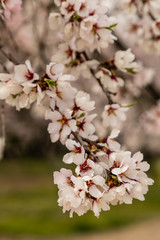 Almond trees in bloom before spring arrives in Madrid