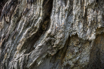 Close up of Old Patterned wood of firewood texture, abstract nature dark background.