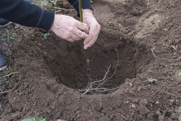 Plants raspberry shrubs.