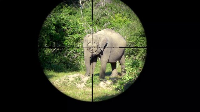 Asian elephant (Elephas maximus) Seen in Gun Rifle Scope. Wildlife Hunting. Poaching Endangered, Vulnerable, and Threatened Animals