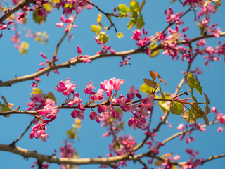 Pink flowers Crisis European on the branches of trees in the rays of the spring sun.