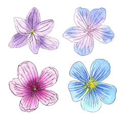 Fototapeta na wymiar sketch of wild flowers with watercolor on a white background. flax Blue, Crocus, Meadow geranium (field). hand-drawn