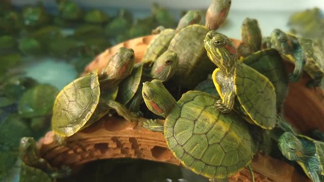 cute Baby Japanese Green Turtles