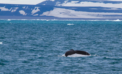 Obraz premium scenes of Svalbard