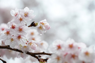 桜の雫