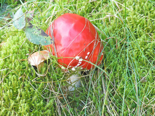 Ein roter Fliegenpilz und ein kleiner Steinpilz wachsen nebeneinander im Moos