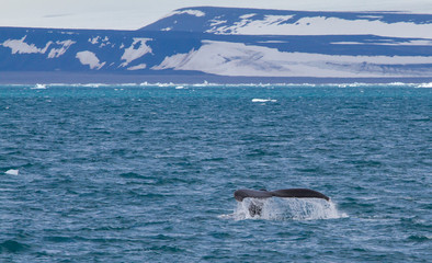 scenes of Svalbard