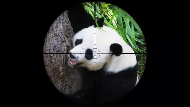 Giant Panda (Ailuropoda Melanoleuca) Seen in Gun Rifle Scope. Wildlife Hunting. Poaching Endangered, Vulnerable, and Threatened Animals