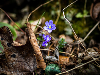 Violet flower with leaf on forest ground