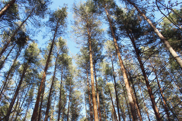 Fototapeta premium Forest