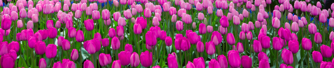 Fototapeta premium Pink tulips in spring garden. Easter flowers background.