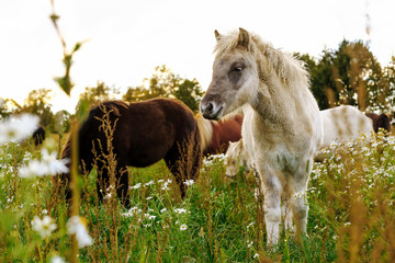 Fototapeta premium Icelandic foals standing in rural field. Denmark. Farm