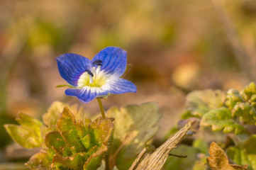 fresh spring flower easter blossom in my season garden