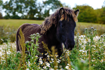Icelandic foals standing in rural field. Denmark. Farm