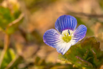 fresh spring flower easter blossom in my season garden