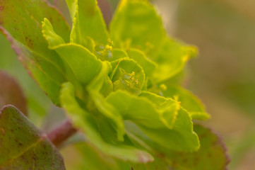 green spring flower blossom in easter garden