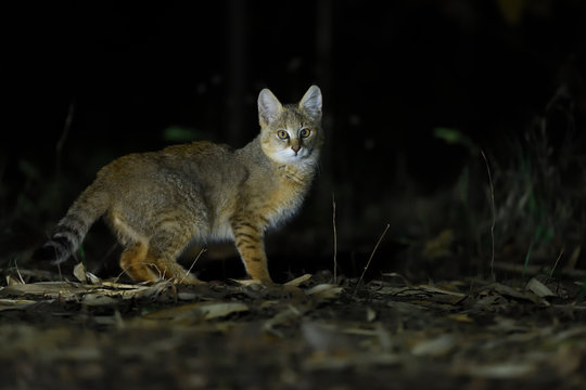 Jungle cat in India