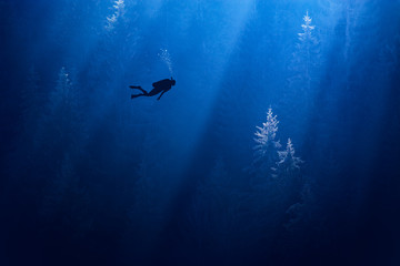 Obraz premium Nurek w ciemnoniebieskim mglistym lesie