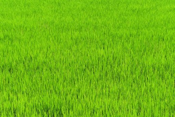 Fototapeta na wymiar green rice in fiend for background