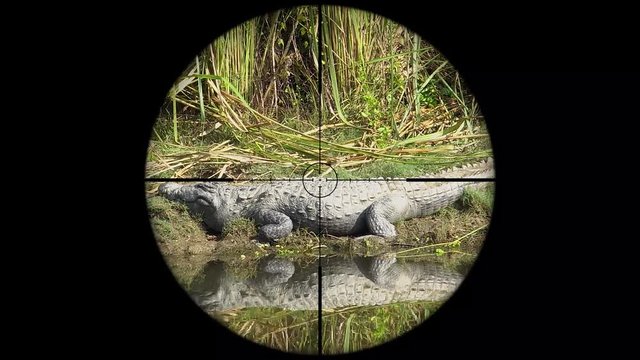 Mugger Crocodile (Crocodylus palustris), also called Marsh Crocodile Seen in Gun Rifle Scope. Wildlife Hunting. Poaching Endangered, Vulnerable, and Threatened Animals