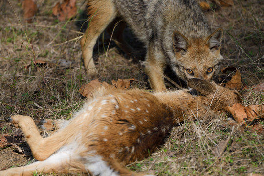 Jackal with prey